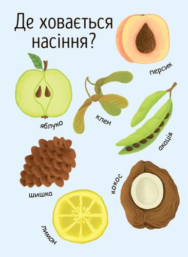 Як виростає дерево?