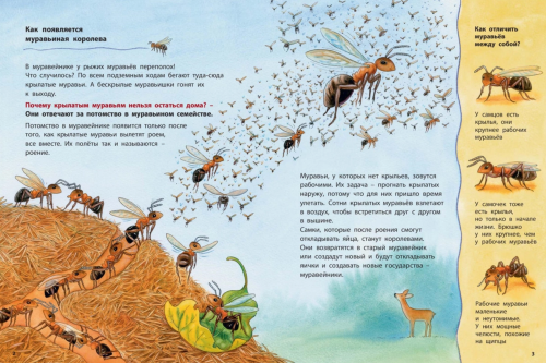 Где живёт муравьишка