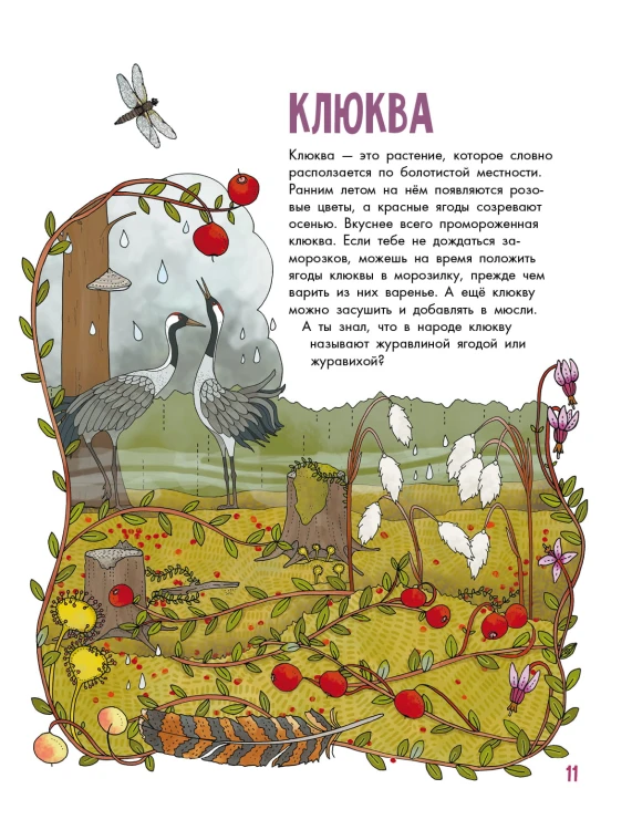 Грибы и ягоды