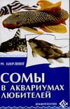 Сомы в аквариумах любителей