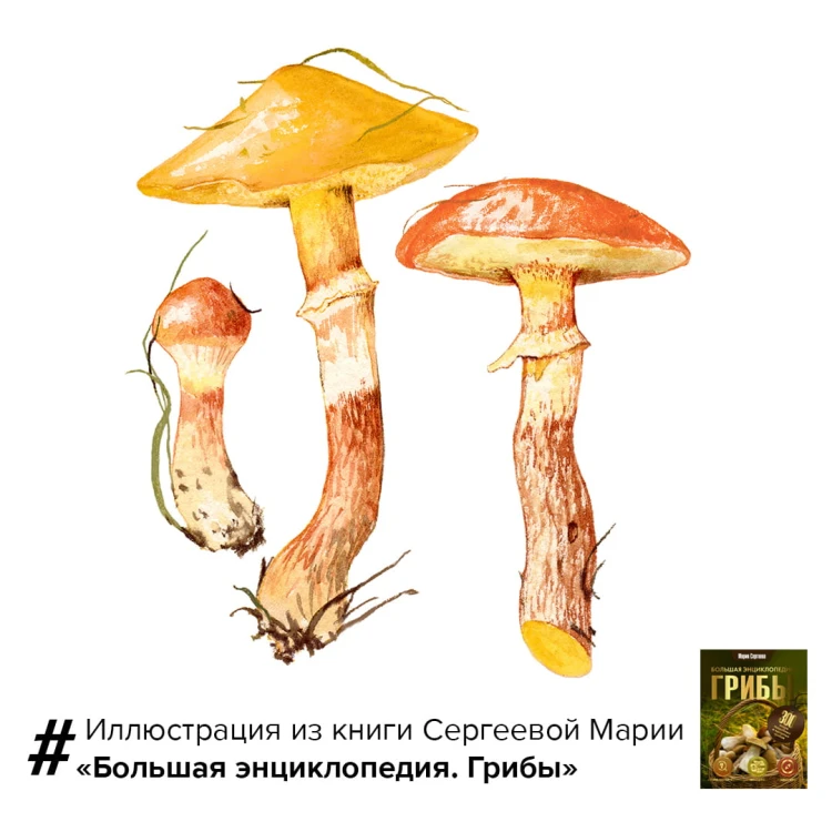 Грибы. Большая энциклопедия