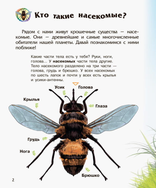 Насекомые2.jpg