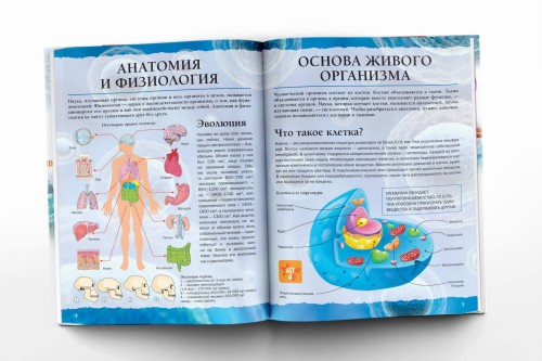 Тело человека