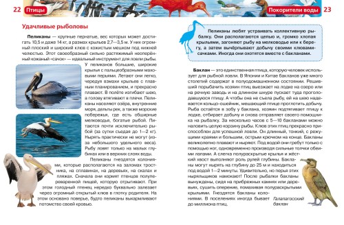 Птицы. Детская энциклопедия РОСМЭН