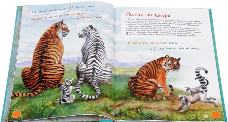 ya-tigr_d2c.jpg